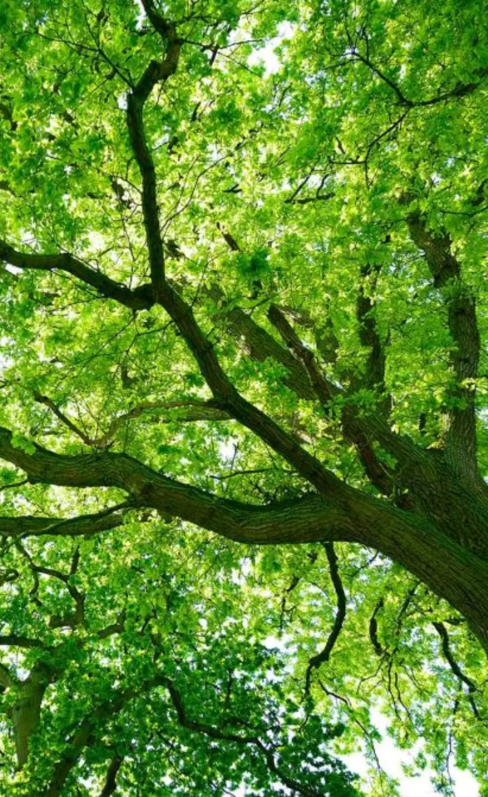 Ruby - Floor Warehouse